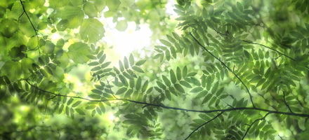 Bilde av grønne blader som får solys på seg